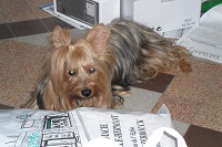 2010 01 10 PRINCESSE jpeg