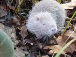 8.Ragondin blanc.6JPG