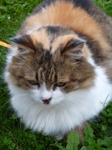 SAXO AVANT DE PARTIR._ (1)